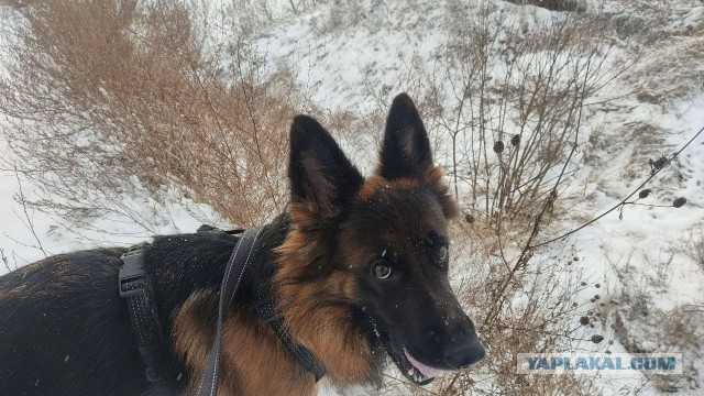 А давненько мы не выкладывали своих носатых друзей