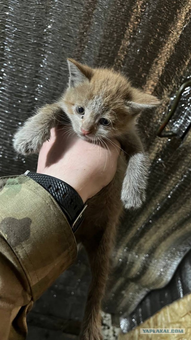 Взрослый рациональный человек