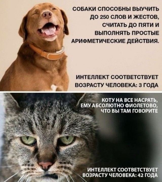 Кошки не обучаемы?