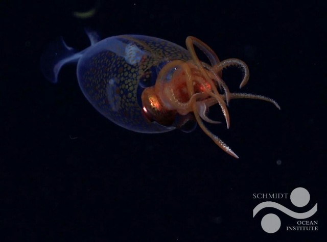 Ученым впервые удалось запечатлеть гигантского кальмара в естественной среде обитания