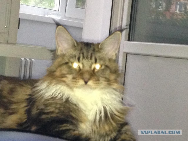 Немного о  Мейн Куне.