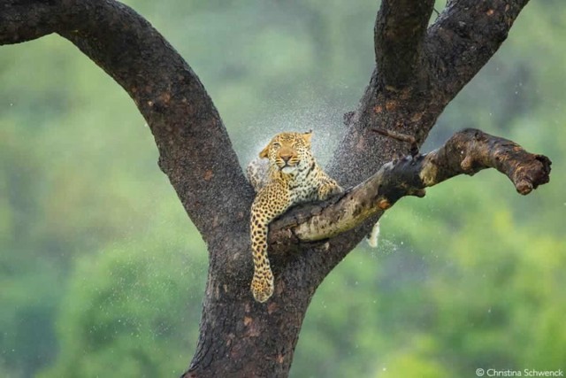 Объявлены победители фотоконкурса Africa Geographic Photographer of the Year 2025
