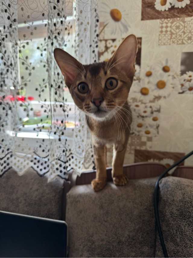 Моему коту Тому 2 года