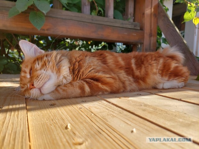 Спящих котеек тред