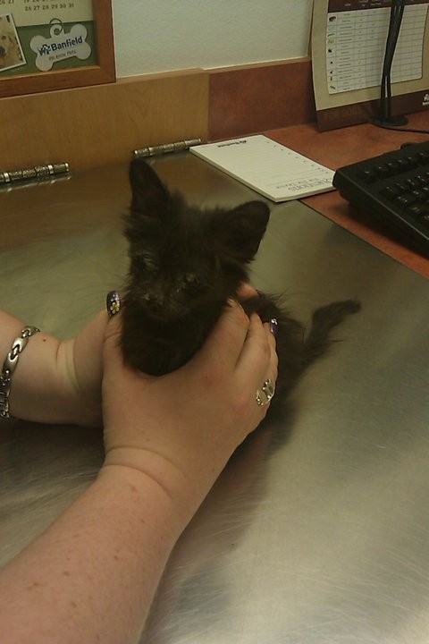 Котовторник 9.07.2013