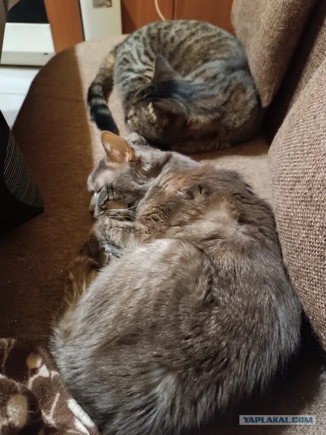 Котэ в возрасте