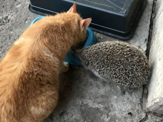 На подмосковных помойках замечают злых и голодных ежей