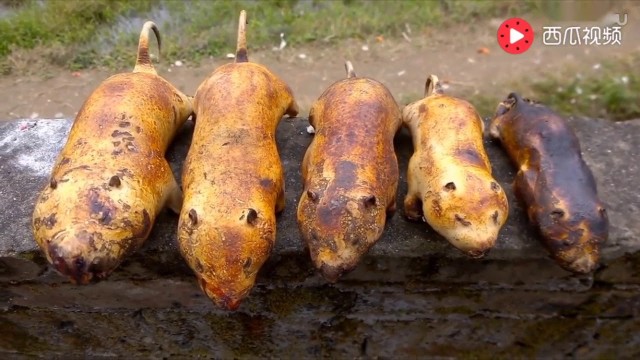 Знакомьтесь — китайская бамбуковая крыса