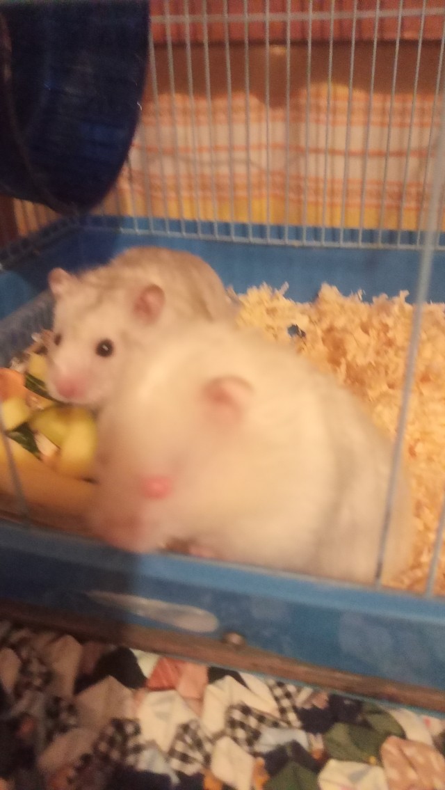 Нет котиков, есть свинка.