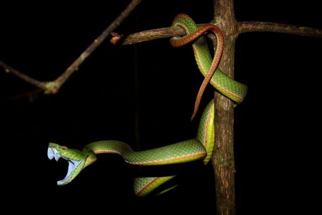 Ядовитая змея укусила столичную школьницу