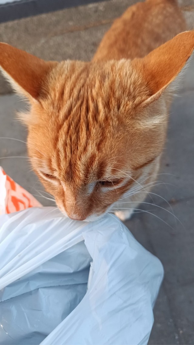 Просто одно котэ