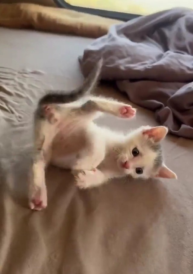 К котовторнику.