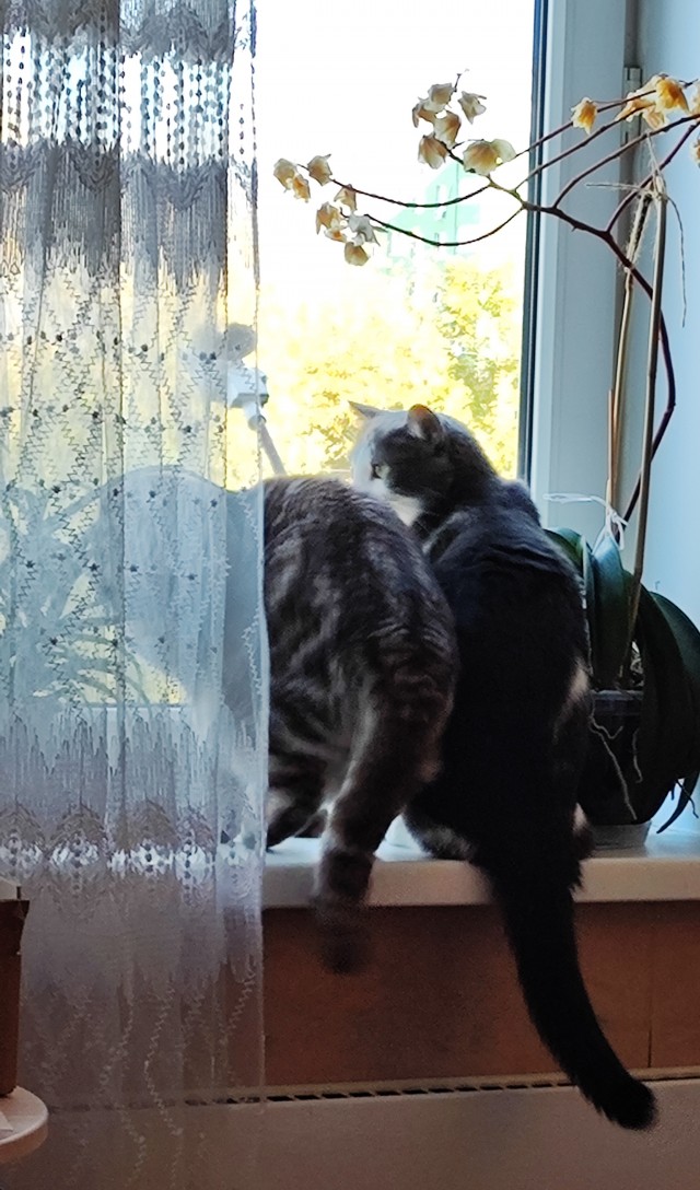 «Я дура и этим горжусь!»