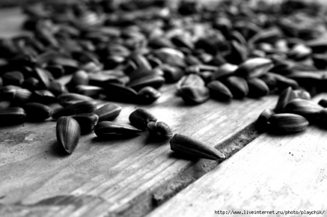 Черный волк