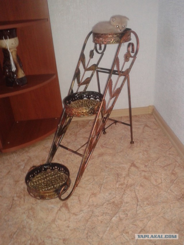 Котовторник 01.07.2014