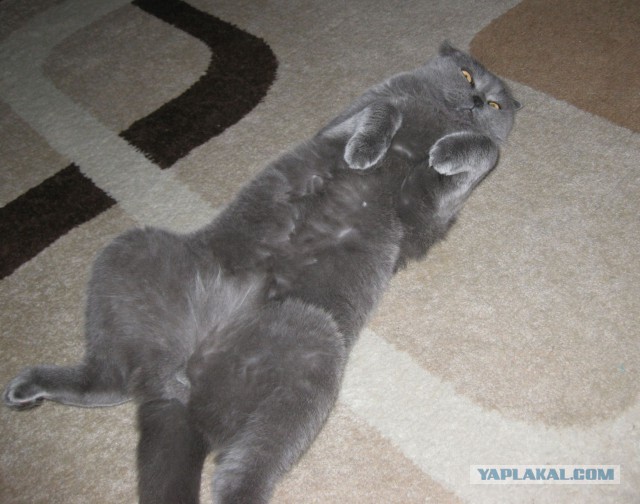Котовторник  08.07.2014