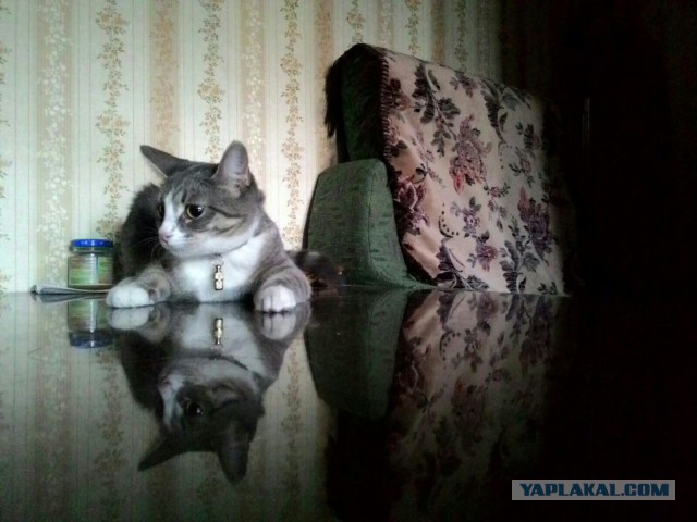 Котовторник 15-09-2015 !
