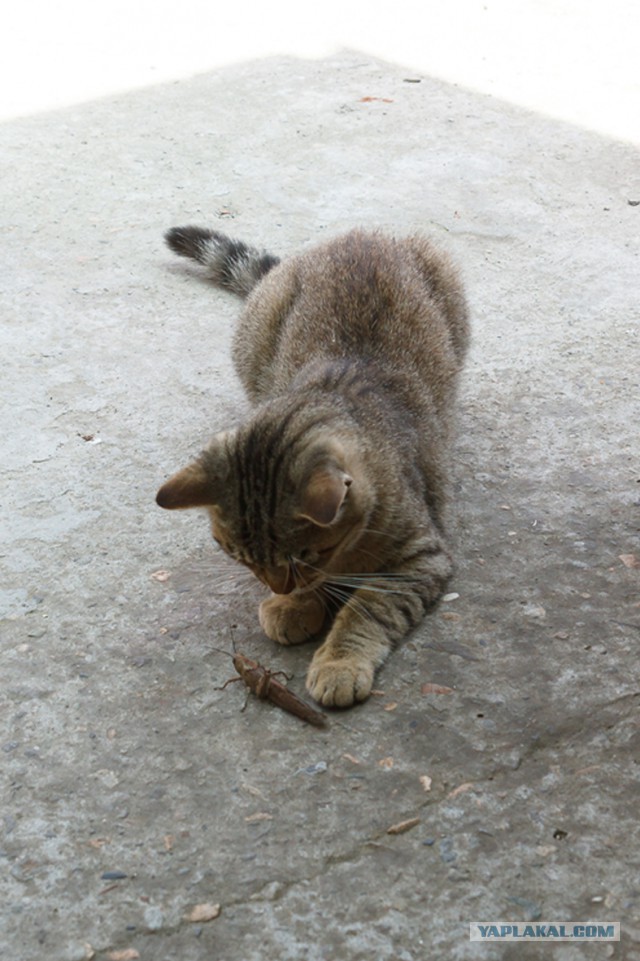 Прикольные коты