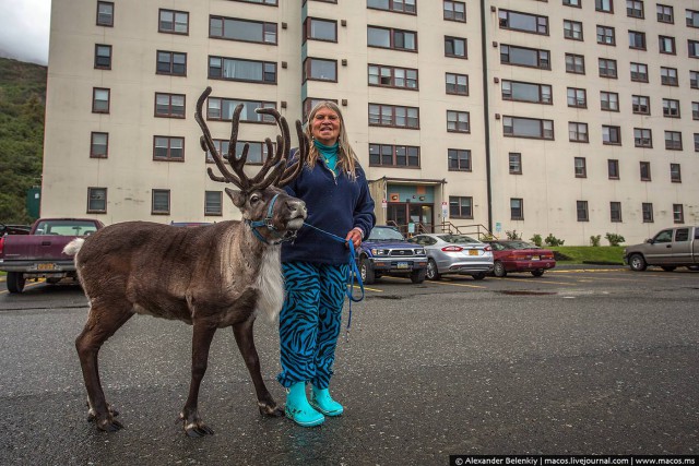 Суровая женщина с оленем в суровом городе Америки