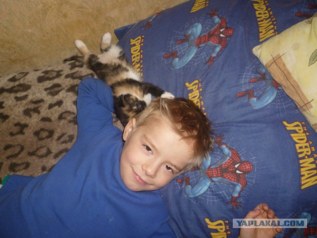 Пост невероятной кошачьей красоты. 25 фот.