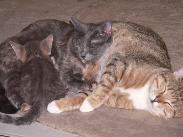 Котовторник