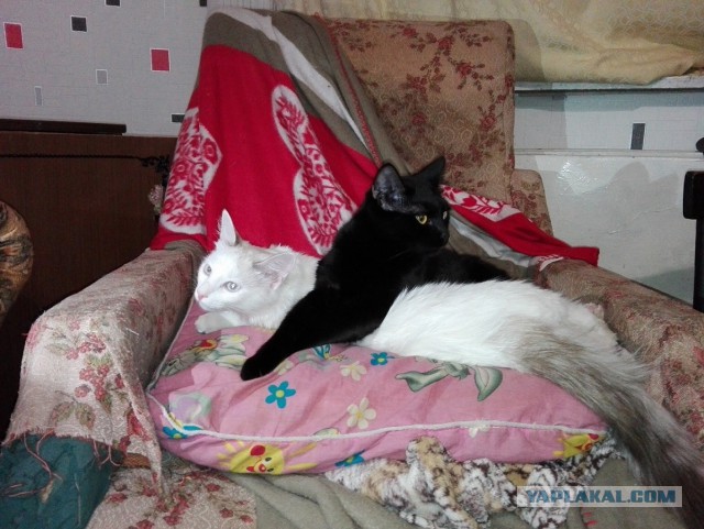 Кошка, которая спит не там (котовторнику посвящается)