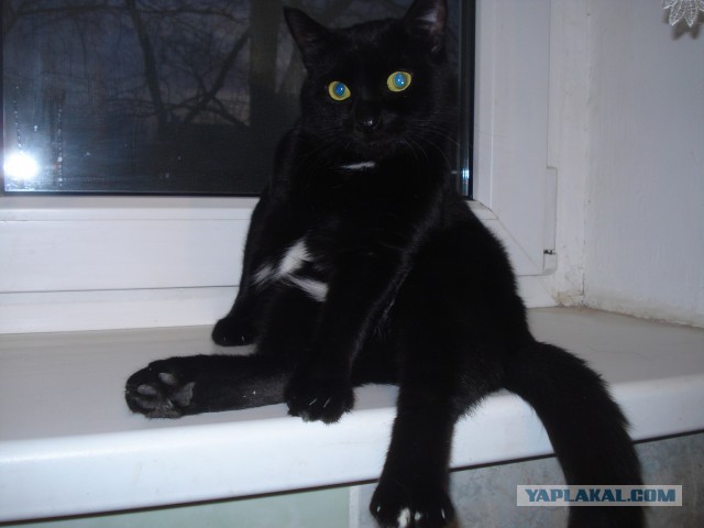 Кот с очень необычной способностью.