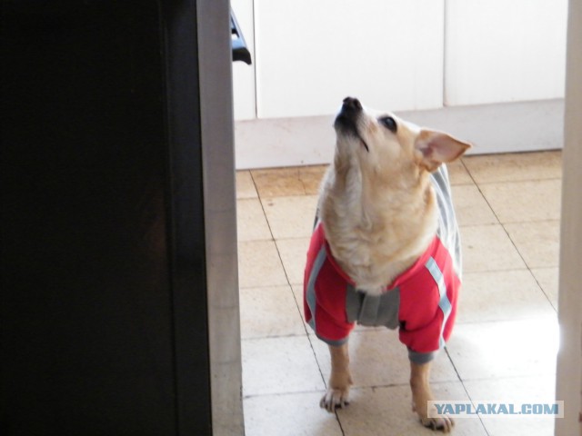 Скотинки - Животинки