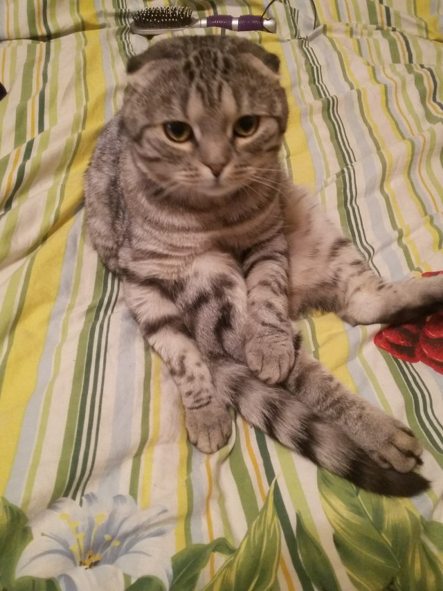 Прикольные животные