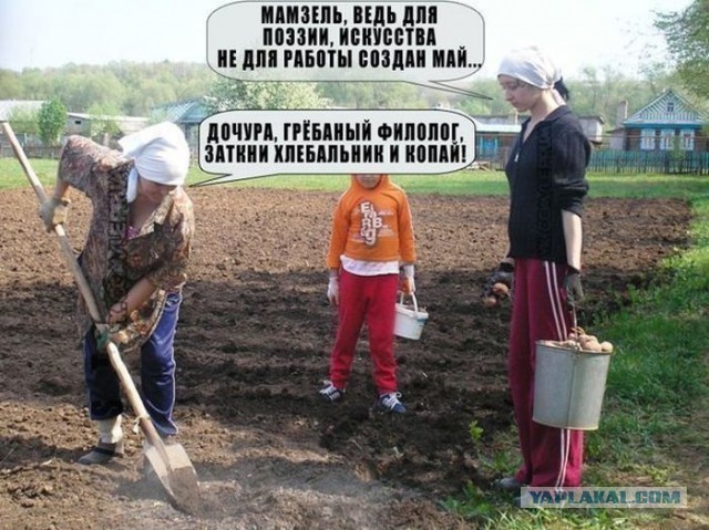Белорусы копают бульбу