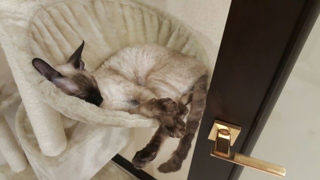 Коты из сети