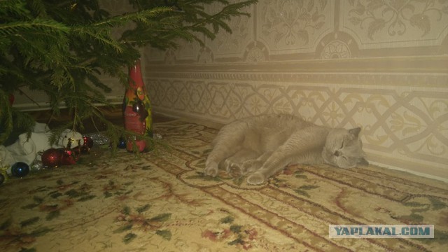 Котовторник 14.03.2017