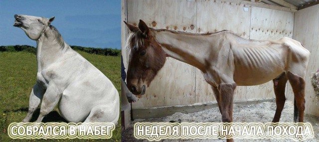 Невероятные сражения, которые состоялись в реальной жизни