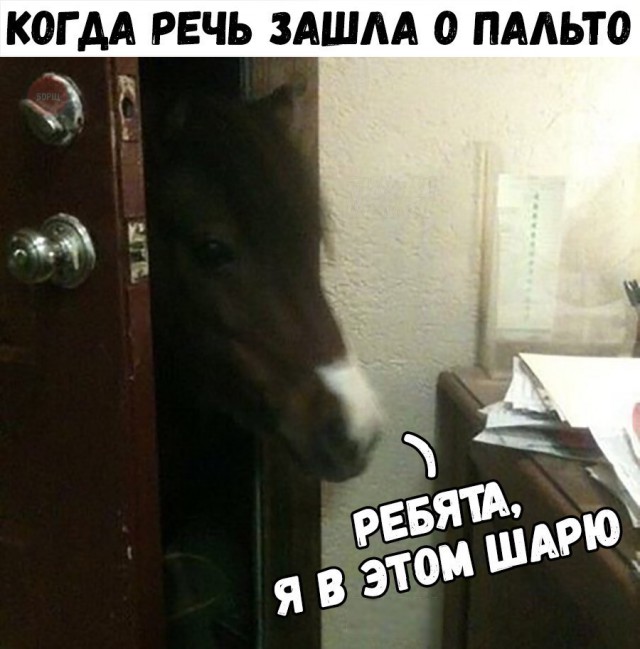 Подборка забавных животных