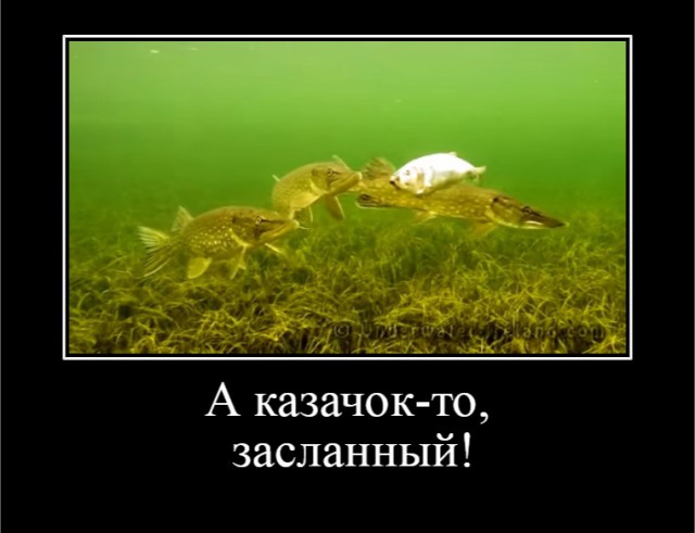 Зомби рыба VS щука