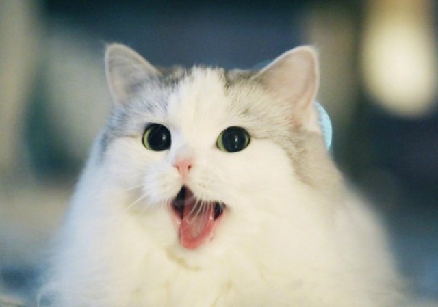 Коты и Кошки