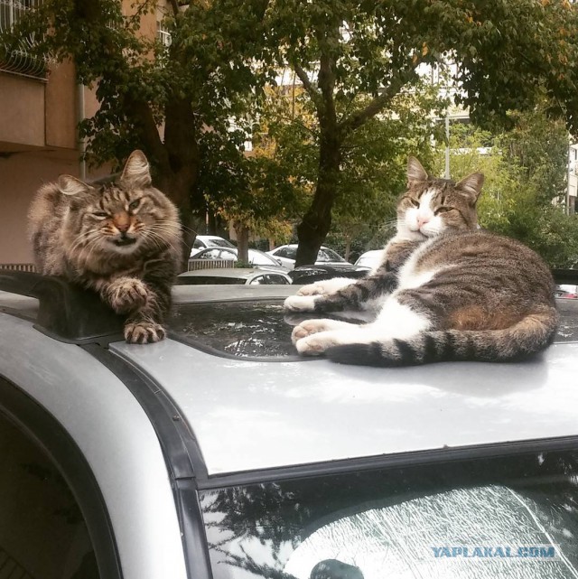 Котовторник  05.12.2017