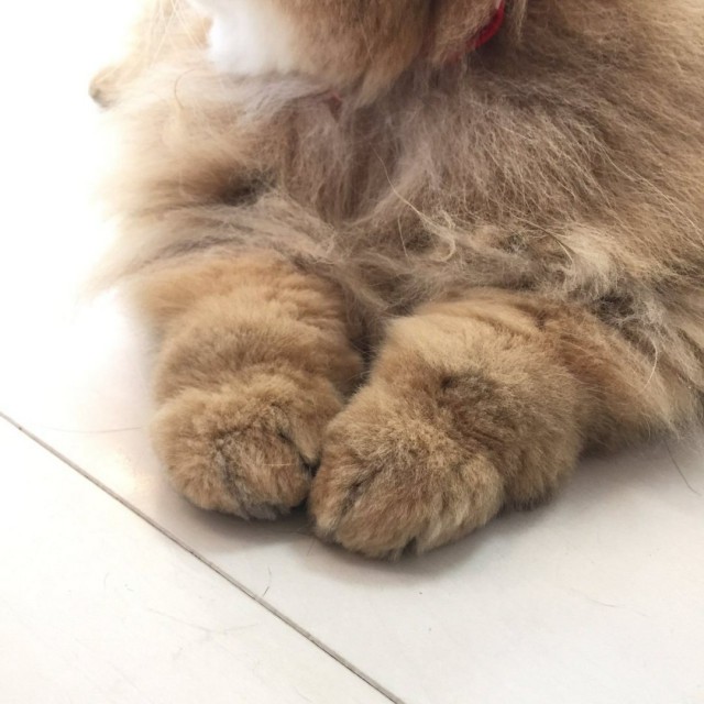 Коты и Кошки