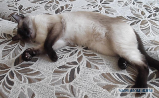 Котовторник 16.01.2018