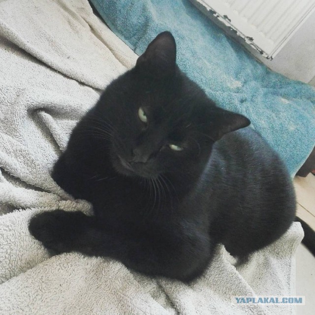 Котовторник 16.01.2018