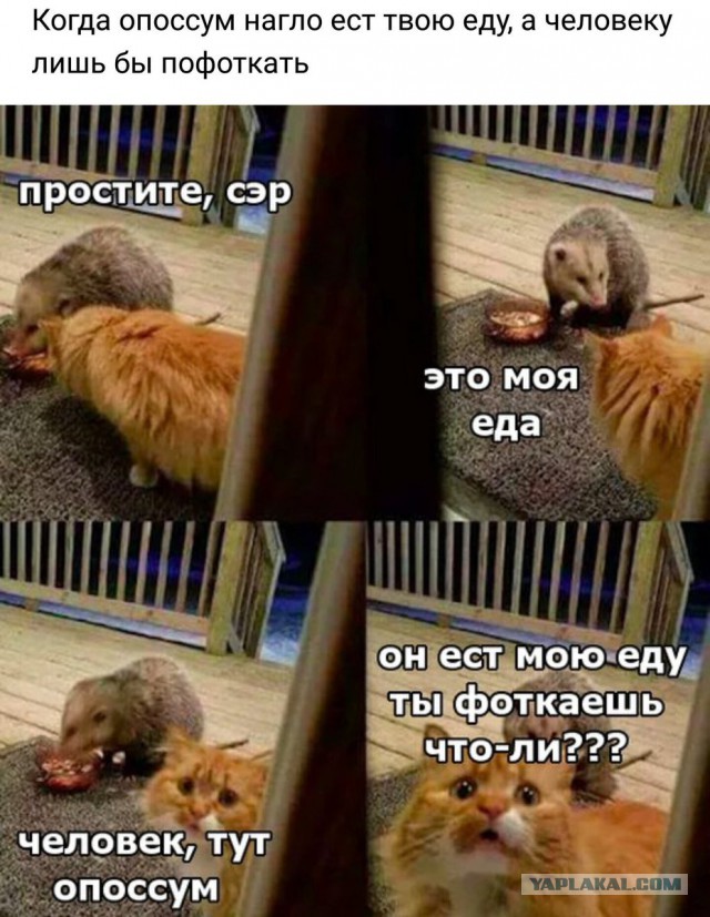 Смешные комментарии из социальных сетей 27.04.2018