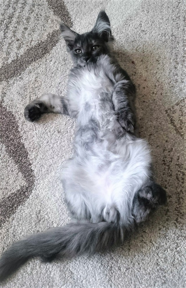 Котовторник  01.05.2018