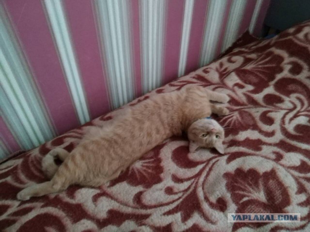 Котовторник 05.06.2018