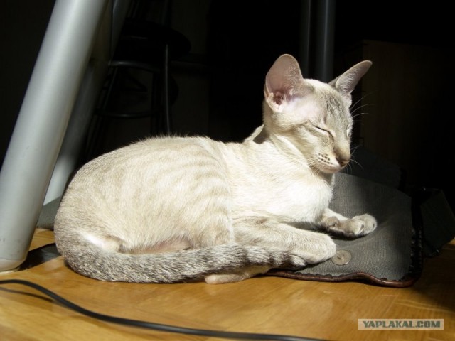 Котовторник на ЯПлакалъ (13.05.08)