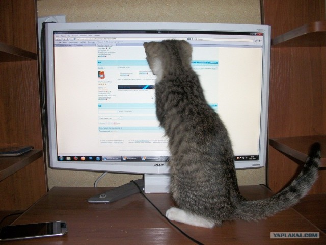 Начинаем котовторник!