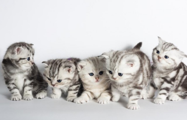 Котовторник! 11.10.11