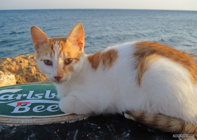 Котовторник так котовторник!