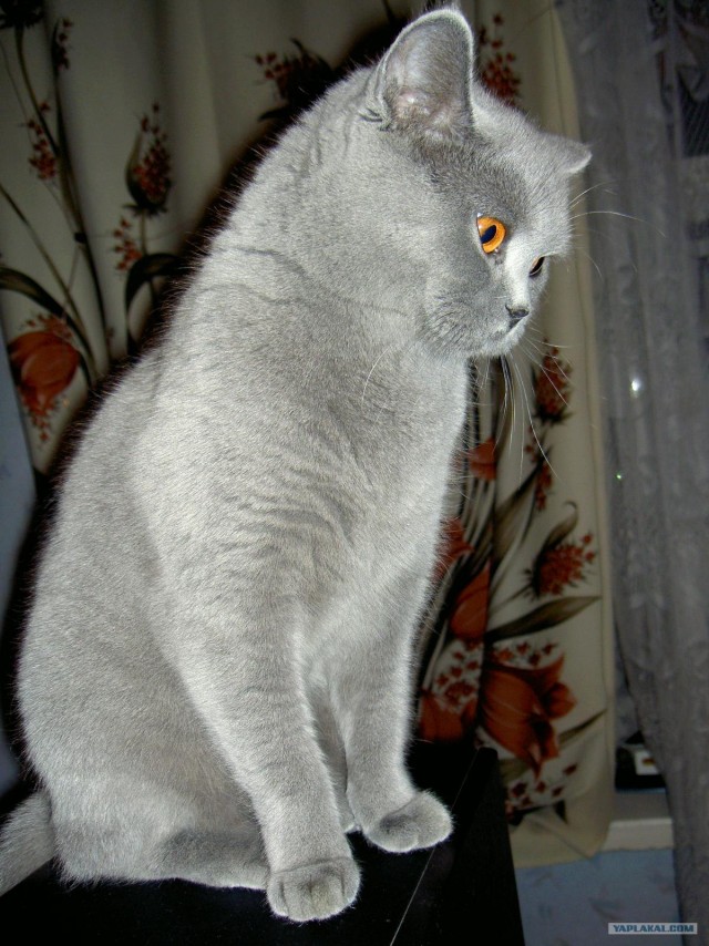 Котовторник  от 3.04.2012