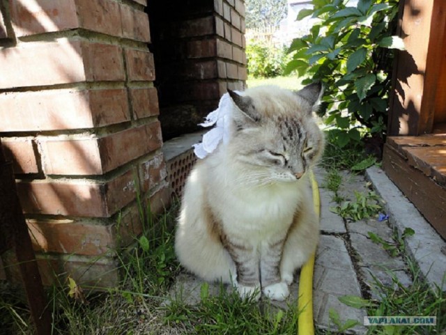 Котовторник 17.04.2012