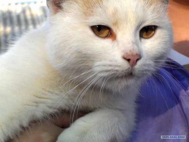 Котовторник 30.10.2012